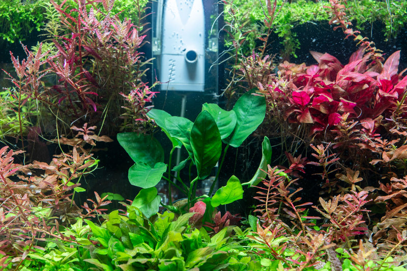 Healthy Anubias Nana Ovalis aquatic plant from CPA with broad oval leaves, ideal for freshwater aquarium decoration.