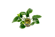 Healthy Anubias Nana Ovalis aquatic plant from CPA with broad green leaves, suitable for freshwater aquariums.