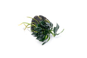 Anubias Nana Pangolino aquatic plant attached to lava stone, lush green leaves, ideal for freshwater aquariums.