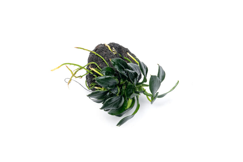 Anubias Nana Pangolino aquatic plant attached to lava stone, lush green leaves, ideal for freshwater aquariums.
