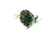 Anubias Nana Pangolino aquatic plant attached to lava stone, aquatic flora by CPA for freshwater aquariums.