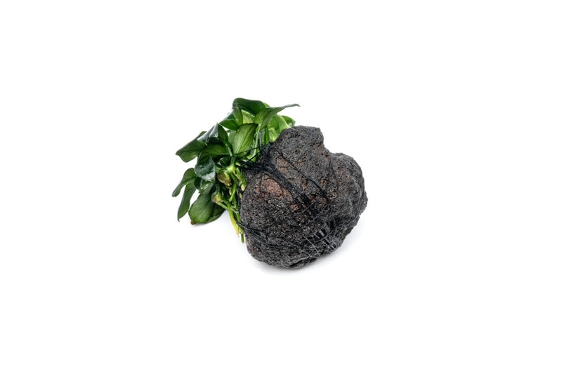 Anubias Nana Pangolino aquatic plant attached to lava stone, displayed in an aquarium setting. CPA brand.