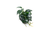 Anubias Nana Pangolino aquatic plant attached to a lava stone, showcasing vibrant green leaves for freshwater aquariums.