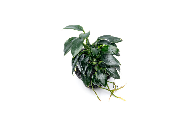 Anubias Nana Pangolino aquatic plant attached to a lava stone, showcasing vibrant green leaves for freshwater aquariums.
