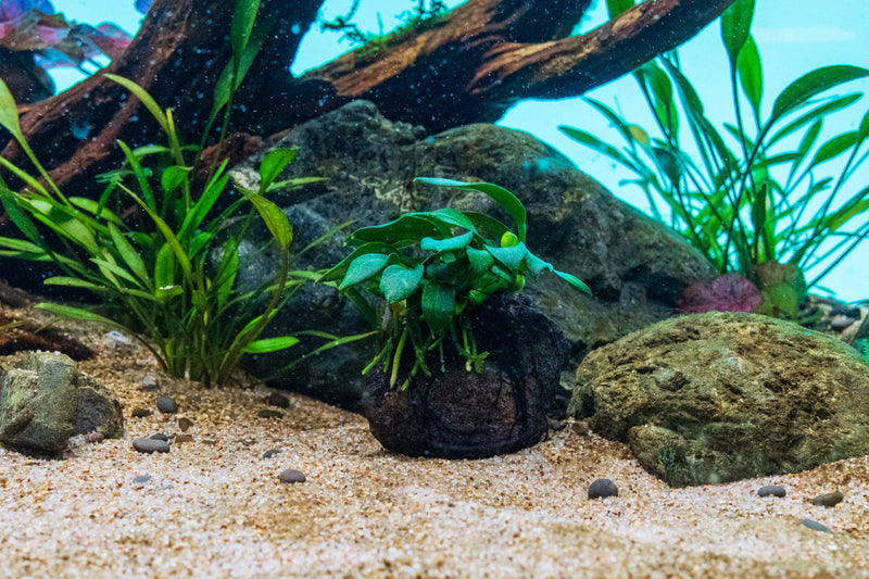Anubias Nana Pangolino aquatic plant mounted on lava stone, featuring lush green leaves ideal for freshwater aquariums.