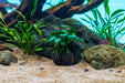 Anubias Nana Pangolino aquatic plant attached to a lava stone, showcasing lush green leaves and natural aquatic habitat.