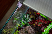 Anubias Nana Pangolino aquatic plant attached to a lava stone, suitable for freshwater aquariums, by CPA.
