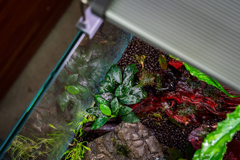 Anubias Nana Pangolino aquatic plant attached to a lava stone, suitable for freshwater aquariums, by CPA.