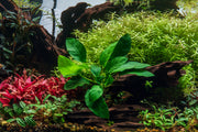 Healthy Anubias Nana Paxing aquatic plant from CPA with lush green leaves suitable for freshwater aquariums.
