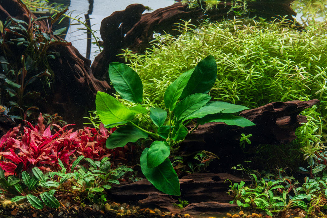 Healthy Anubias Nana Paxing aquatic plant from CPA with lush green leaves suitable for freshwater aquariums.