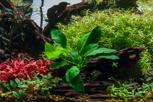Healthy Anubias Nana Paxing aquatic plant from CPA with lush green leaves suitable for freshwater aquariums.