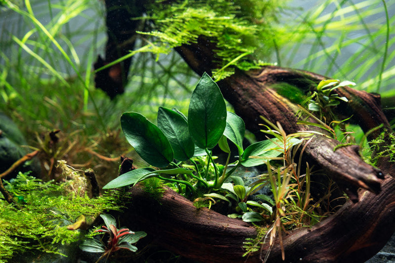 Anubias Nana Peacock Aquatic Plant - Buce Plant