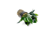 Anubias Nana Peacock Aquatic Plant - Buce Plant