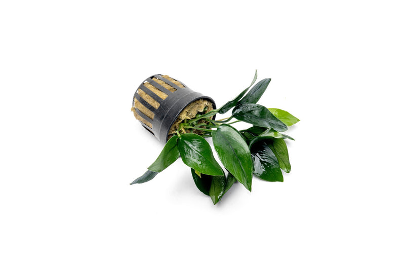 Anubias Nana Peacock Aquatic Plant - Buce Plant