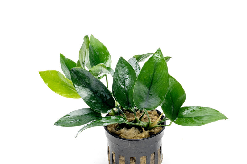 Anubias Nana Peacock Aquatic Plant - Buce Plant