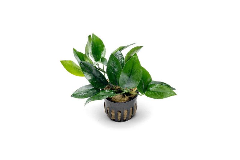 Anubias Nana Peacock Aquatic Plant - Buce Plant