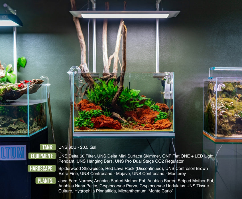 delta hanging plant waterer Java Fern Sp. Narrow Aquarium Plant