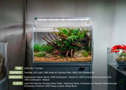 Eriocaulon Cinereum UNS Tissue Culture Aquatic Plant - Buce Plant