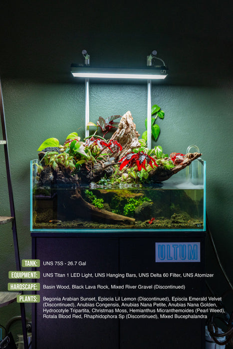 Anubias Nana Petite