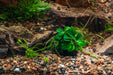 Anubias Nana Petite aquatic plant attached to lava stone, ideal for freshwater aquariums, by CPA.