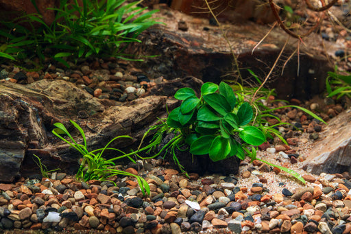 Anubias Nana Petite aquatic plant attached to lava stone, ideal for freshwater aquariums, by CPA.