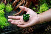 Anubias Nana Petite on Lava Stone