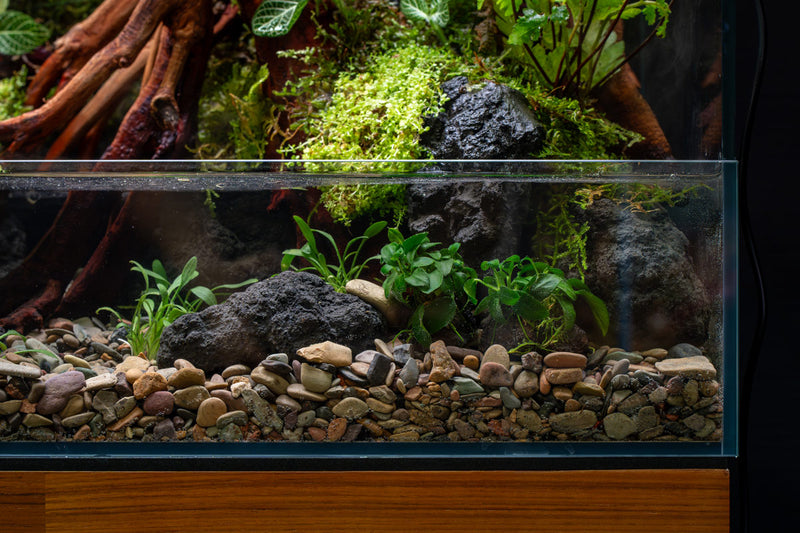 Anubias Nana Petite on Lava Stone