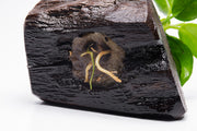 Anubias Nana Petite on Nano Driftwood Aquatic Plant - Buce Plant