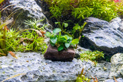 Anubias Nana Petite on Nano Driftwood Aquatic Plant - Buce Plant