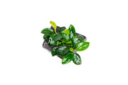 Anubias Nana Petite on Nano Driftwood Aquatic Plant - Buce Plant