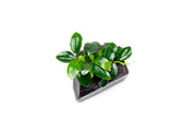 Anubias Nana Petite on Nano Driftwood Aquatic Plant - Buce Plant
