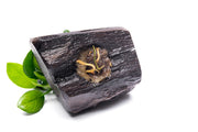 Anubias Nana Petite on Nano Driftwood Aquatic Plant - Buce Plant