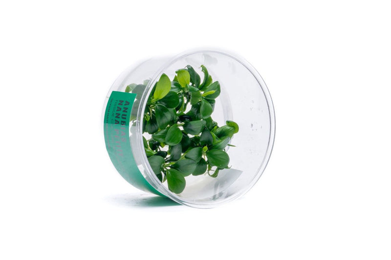 Anubias Nana Petite UNS Tissue Culture Aquatic Plant - Buce Plant