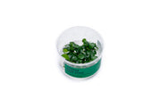 Anubias Nana Petite UNS Tissue Culture Aquatic Plant - Buce Plant