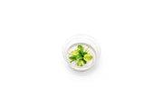 Anubias Nana Snow White Tissue Culture Aquatic Plant - Buce Plant