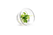 Anubias Nana Snow White Tissue Culture Aquatic Plant - Buce Plant