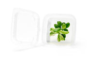 Anubias Nana Snow White Tissue Culture Aquatic Plant - Buce Plant