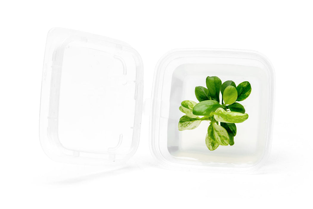 Healthy Anubias Nana Snow White aquatic plant in tissue culture, with vibrant white leaves, suitable for freshwater aquariums.