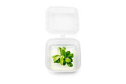 Anubias Nana Snow White Tissue Culture Aquatic Plant - Buce Plant