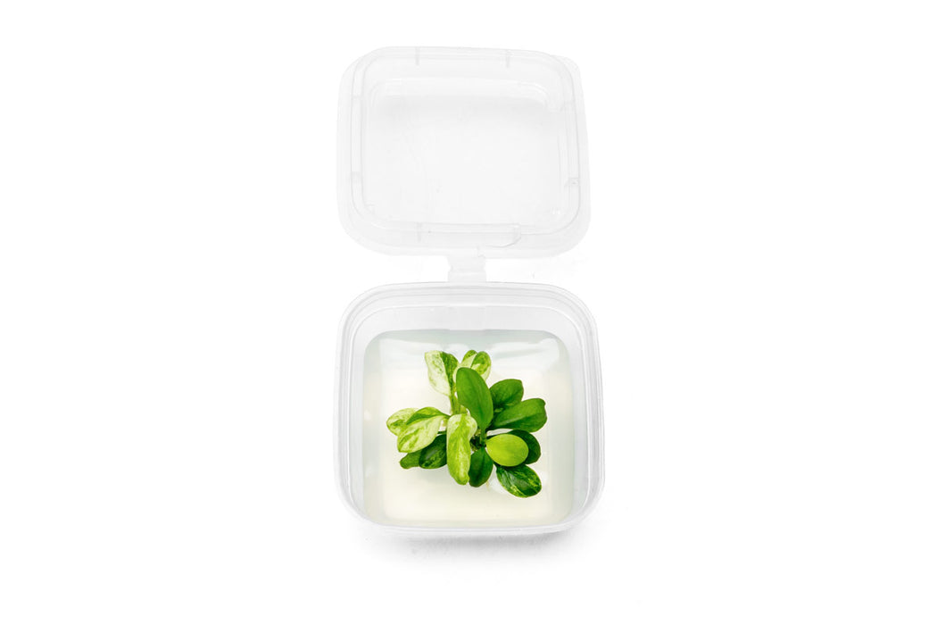 Healthy Anubias Nana Snow White tissue culture plant from UNSTC, ideal for freshwater aquariums, with vibrant white leaves.