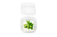 Healthy Anubias Nana Snow White tissue culture plant from UNSTC, ideal for freshwater aquariums, with vibrant white leaves.
