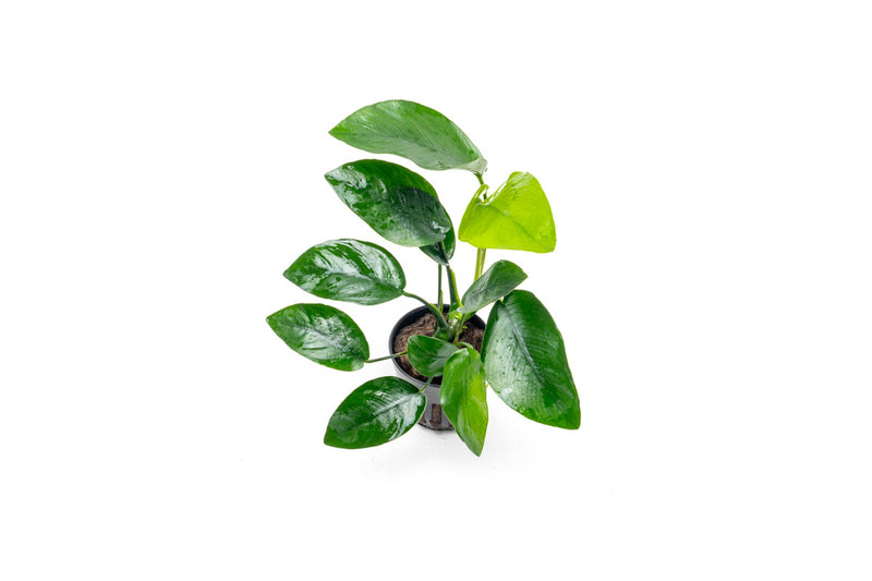 Healthy Anubias Nana Tropica aquatic plant from CPA with broad green leaves suitable for freshwater aquariums.