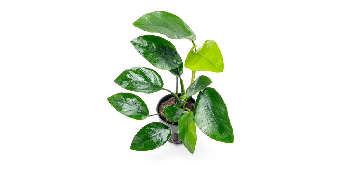 anubias-nana-tropica-