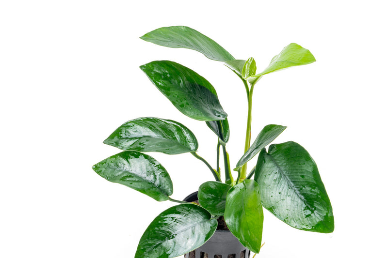 Healthy Anubias Nana Tropica aquatic plant from CPA with broad green leaves suitable for freshwater aquariums.