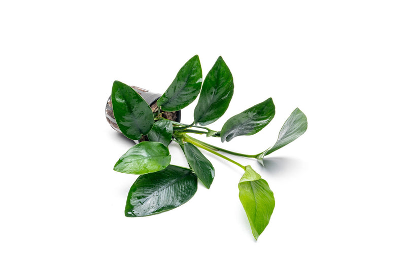 Healthy Anubias Nana Tropica aquatic plant by CPA with lush green leaves, ideal for freshwater aquariums.