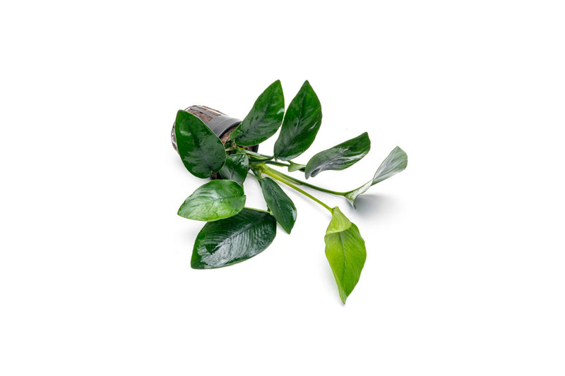 Healthy Anubias Nana Tropica aquatic plant from CPA with broad green leaves, ideal for freshwater aquariums.