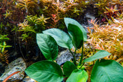Healthy Anubias Nana Tropica aquatic plant from CPA with broad green leaves, suitable for freshwater aquariums.