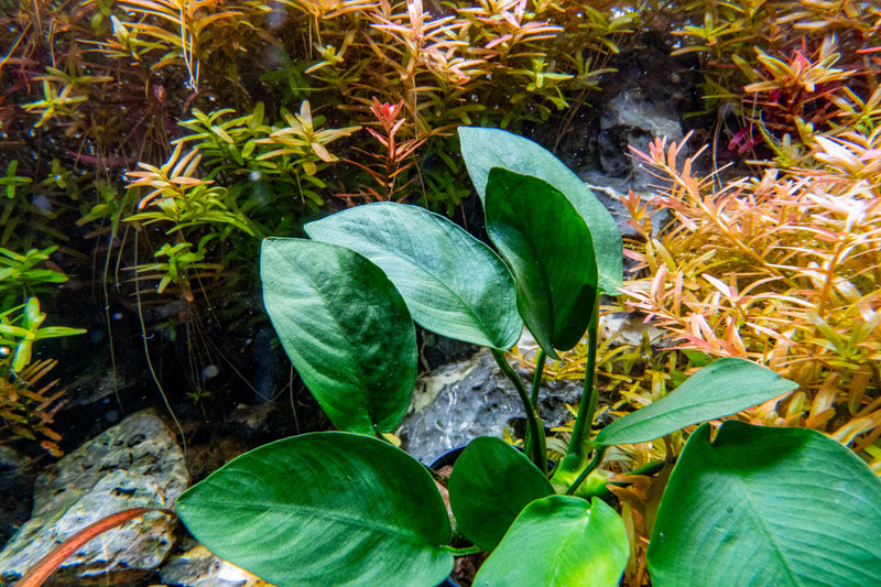 Healthy Anubias Nana Tropica aquatic plant from CPA with broad green leaves, suitable for freshwater aquariums.