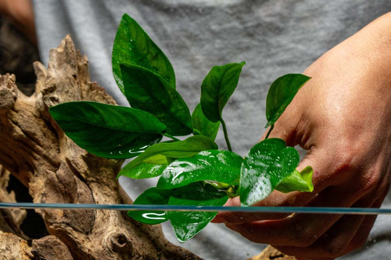 Healthy Anubias Nana Tropica aquatic plant from CPA with broad green leaves, ideal for freshwater aquariums.