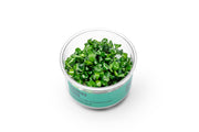 Anubias Nana UNS Tissue Culture Aquatic Plant - Buce Plant